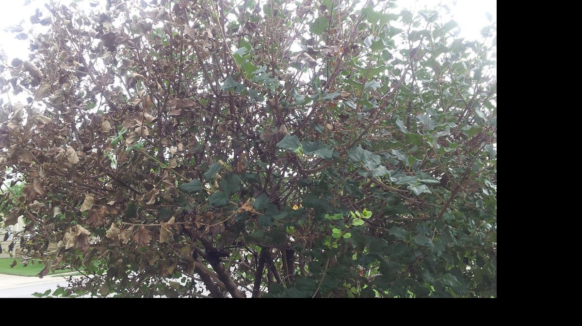 
Lilac tree
