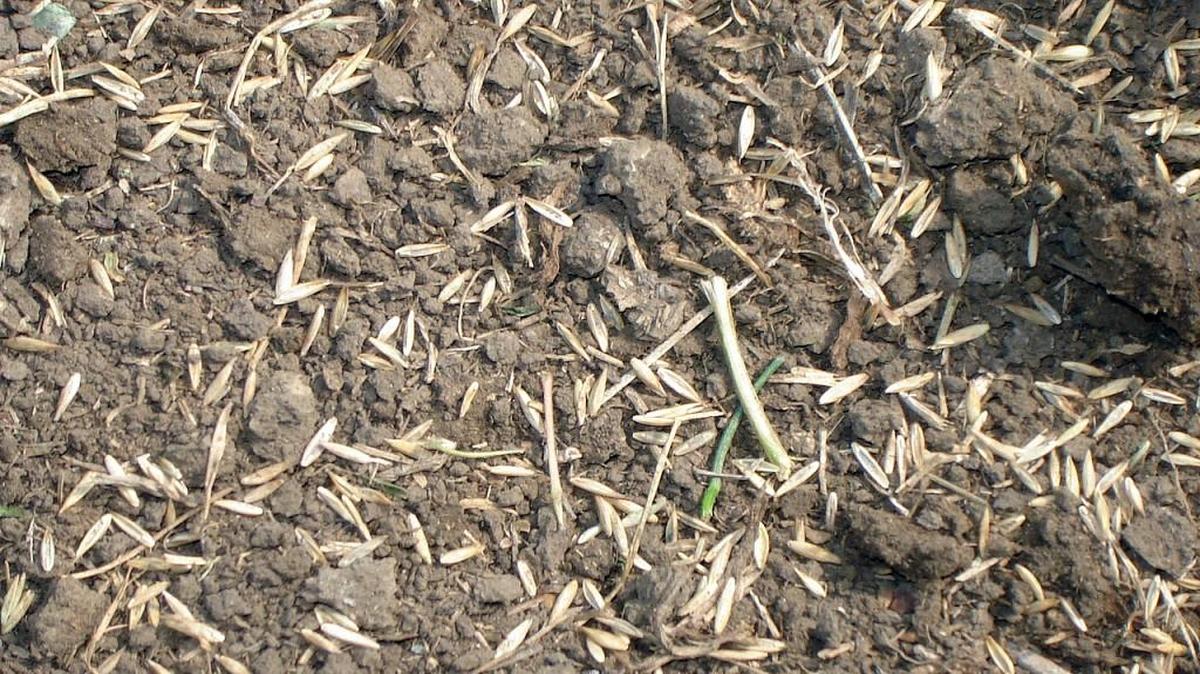 The correct rate of seeding.
