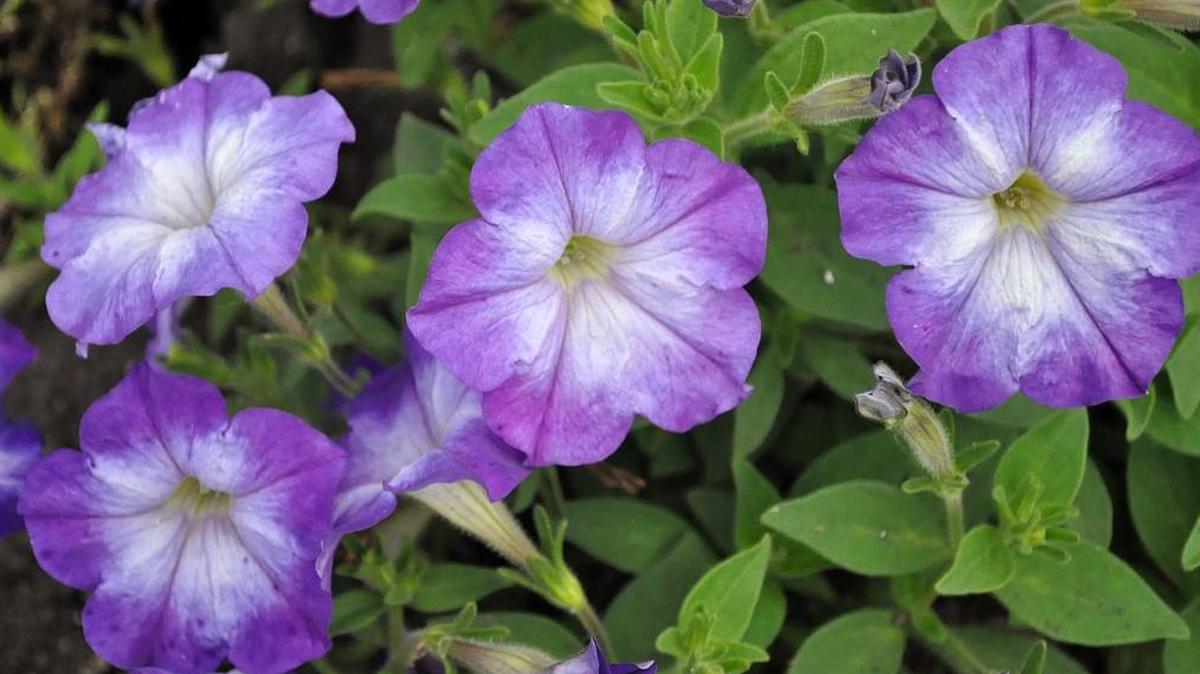 Fertilize your petunias and other annuals when you plant them and again each month.
