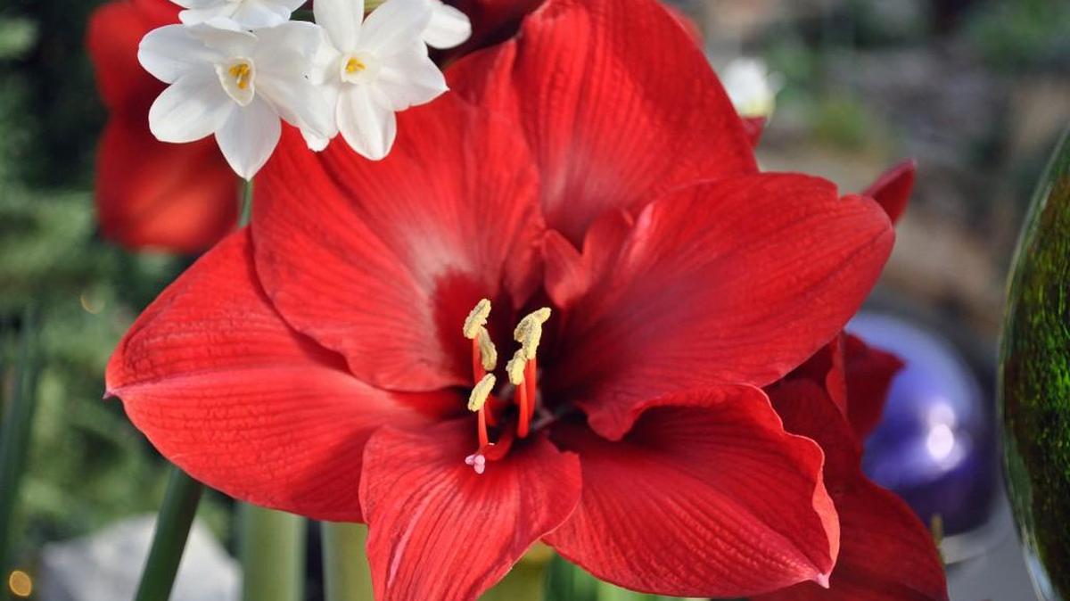 Amaryllis