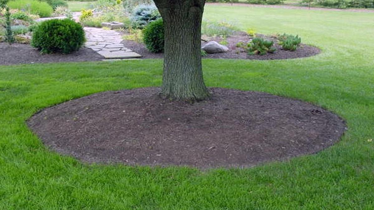 Surrounding trees with mulch helps prevent damage to the trunk from lawn mowers and trimmers.