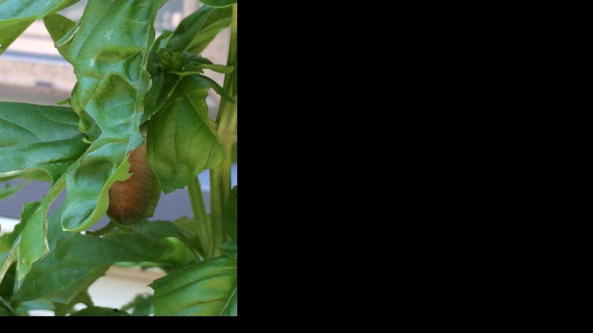 
Basil caterpillar
