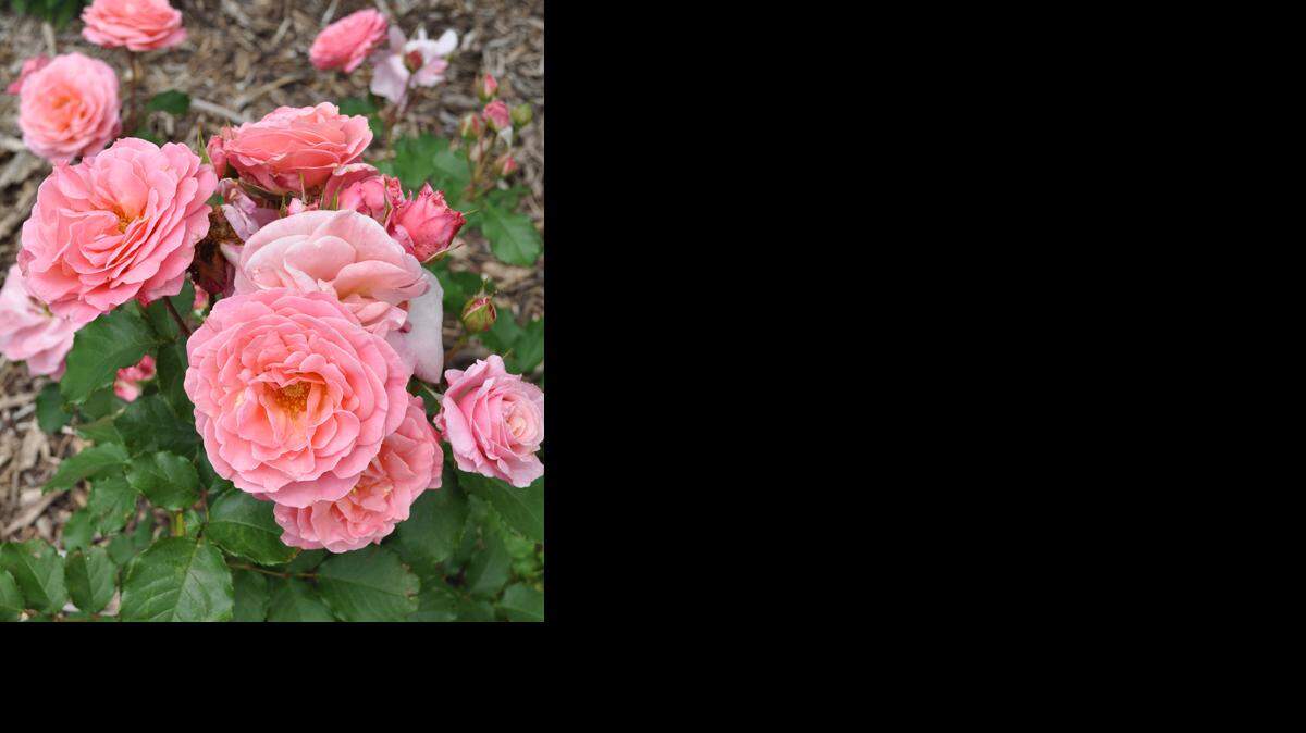 
Compassion roses
