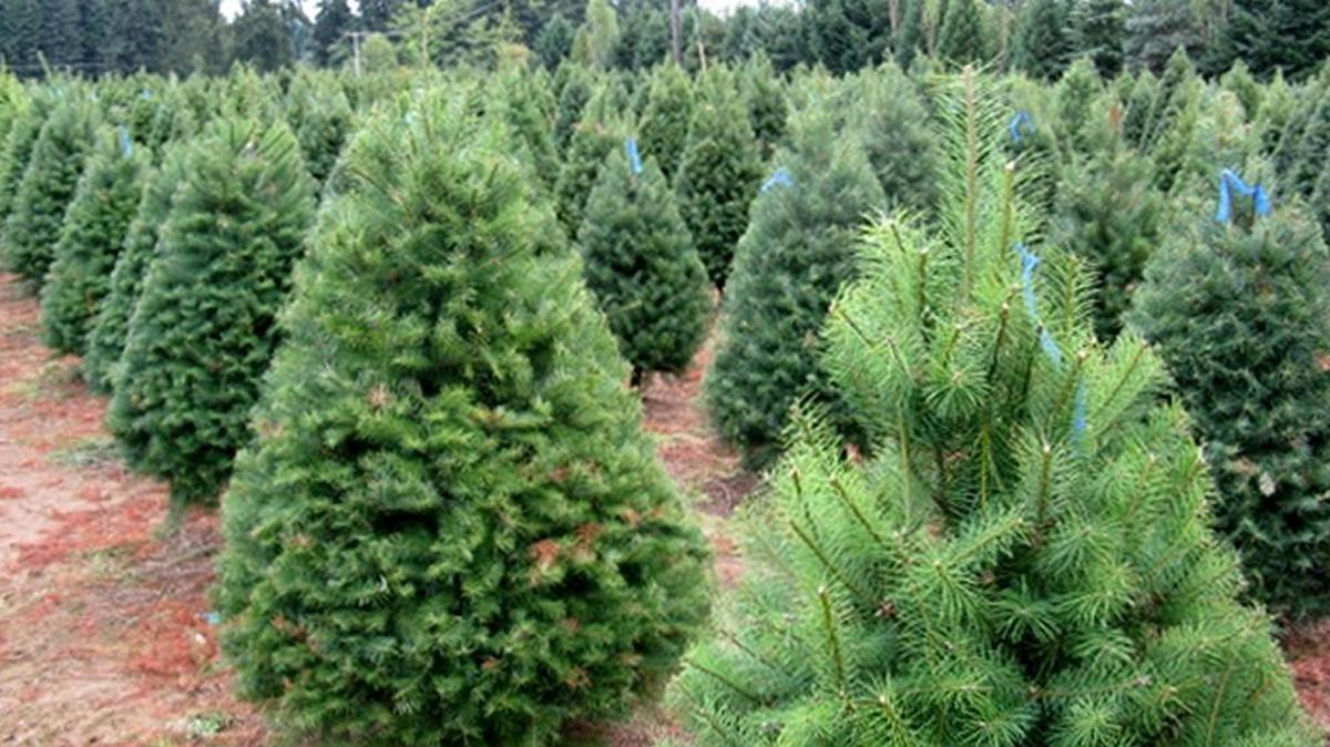 Which of these trees is perfect for your house?