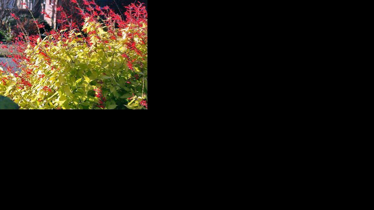 
Golden pineapple sage
