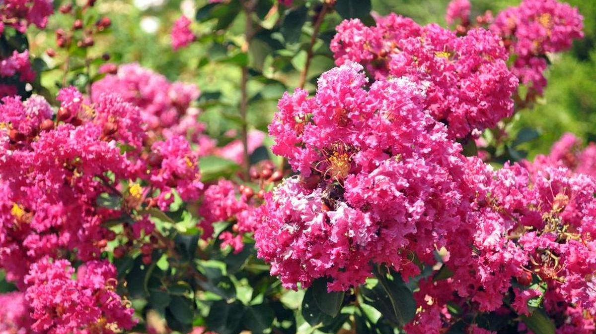 In Kansas City, colorful crepe myrtles grow as shrubs.