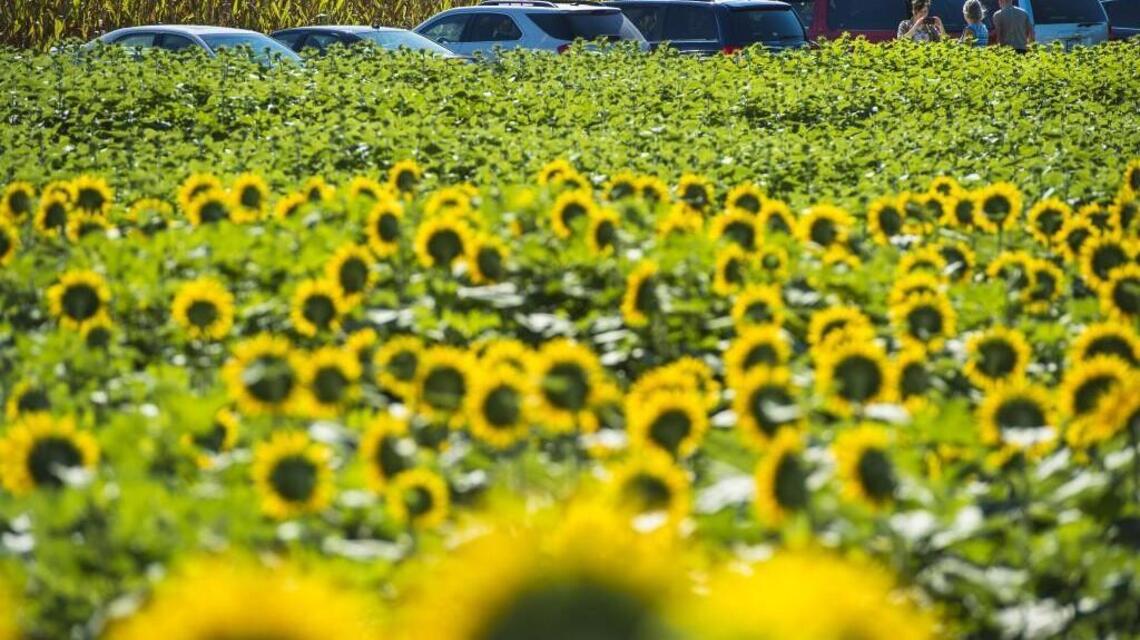 Can huge data center coexist with Grinter Farms’ popular Kansas sunflower field?