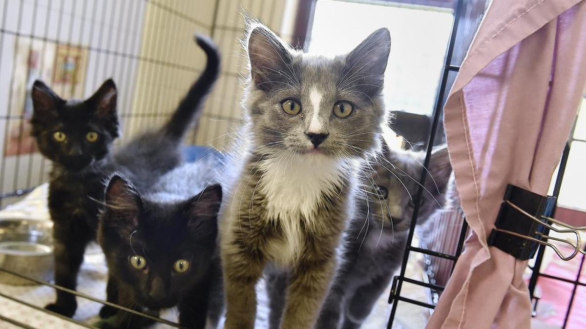 Great Plains SPCA wants out of its contract to run the Jackson County Regional Animal Shelter in Independence, where these former residents once purred. The pullout is set for July, but some believe that could be avoided with new negotiations.
