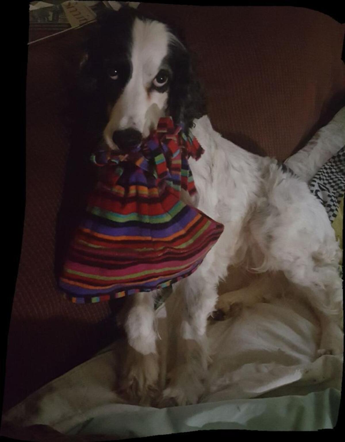 After his rescue Charlie is again grabbing Sue Montgomery’s stocking cap to let her know he’s ready for a morning run.
