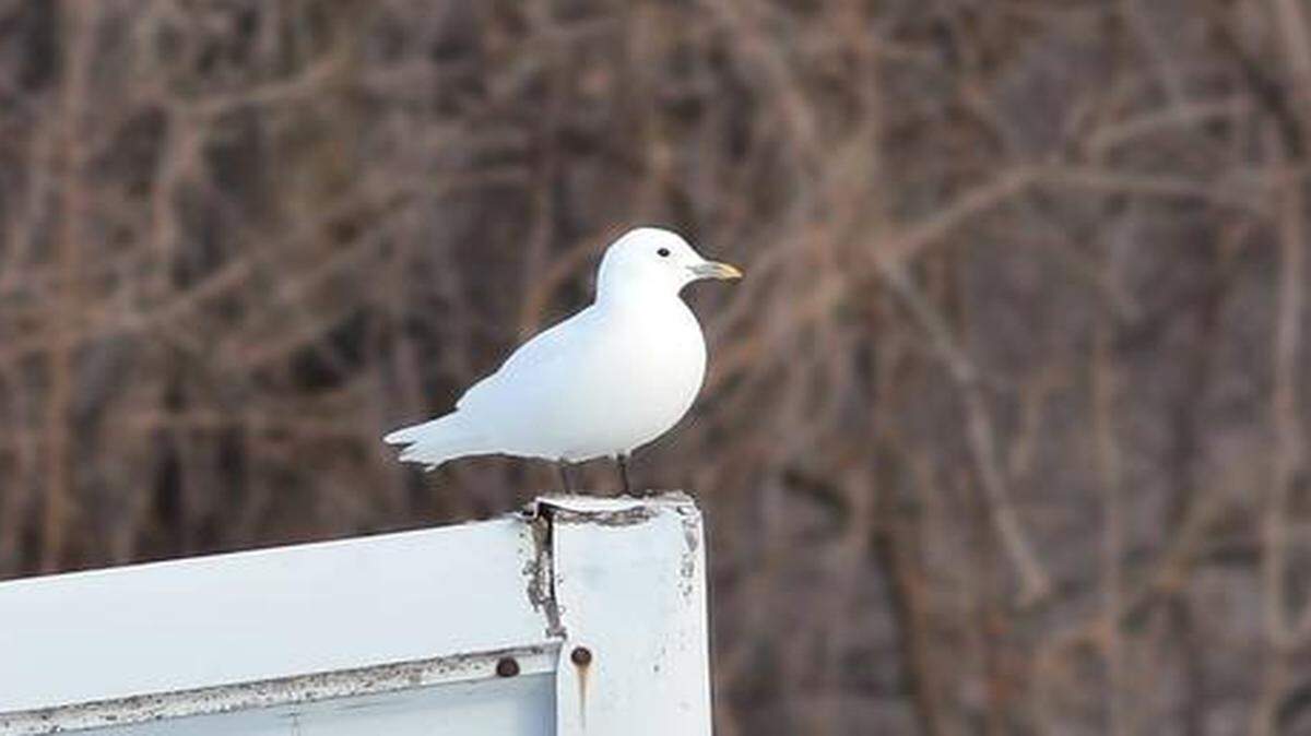 
The Ivory Gull, which normally lives in the Arctic, was spotted for the first time ever in Missouri this week. The bird has been hanging out along the Mississippi near Quincy, Ill.
