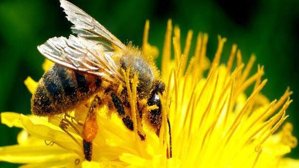 
A pollen-laden bee goes about its springtime work.
