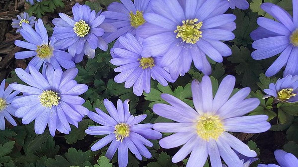 Sandi Sanders’ yard in Shawnee has some lovely shades of purple.