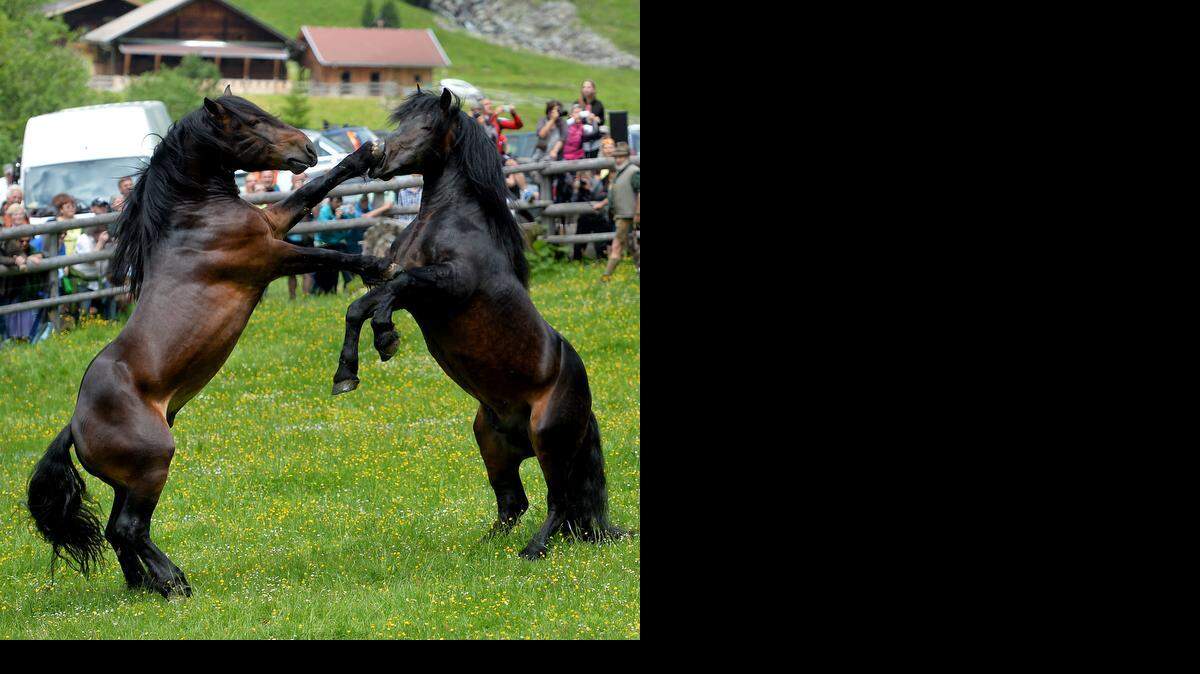 
The real story behind the picture: Before spectators in Austria, stallions fight for their position in the herd. To avoid fights and injuries during their summer in the wild, the horses are put in a paddock, where they battle for leadership of the herd. 


