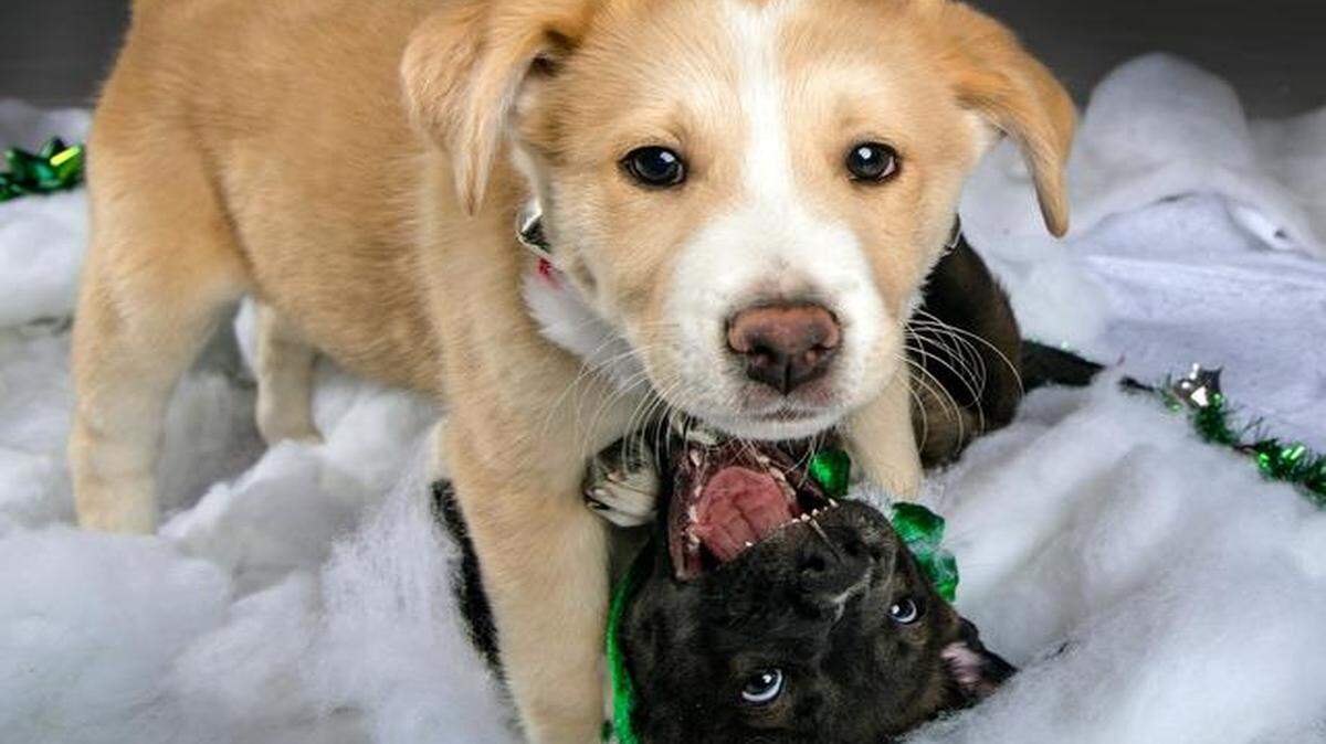 
Butter (top) and Fudge, from KC Pet Project, decided they liked playing better than posing, even in fake snow. Both pups were adopted a week ago.
