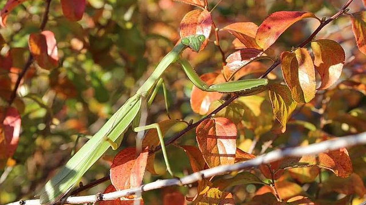 
“I’m ready for my close-up, Mr. Boyer.” John Boyer of Leavenworth caught this handsome praying mantis posing in his backyard.
