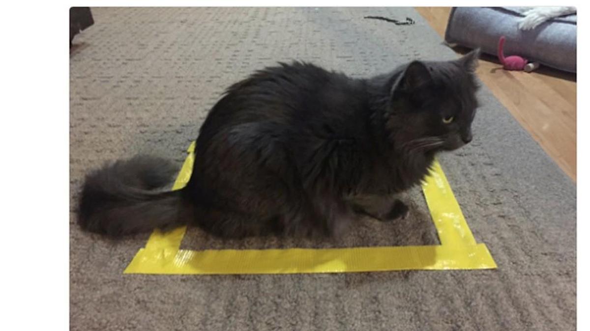 The new cat craze: Cat in a square.