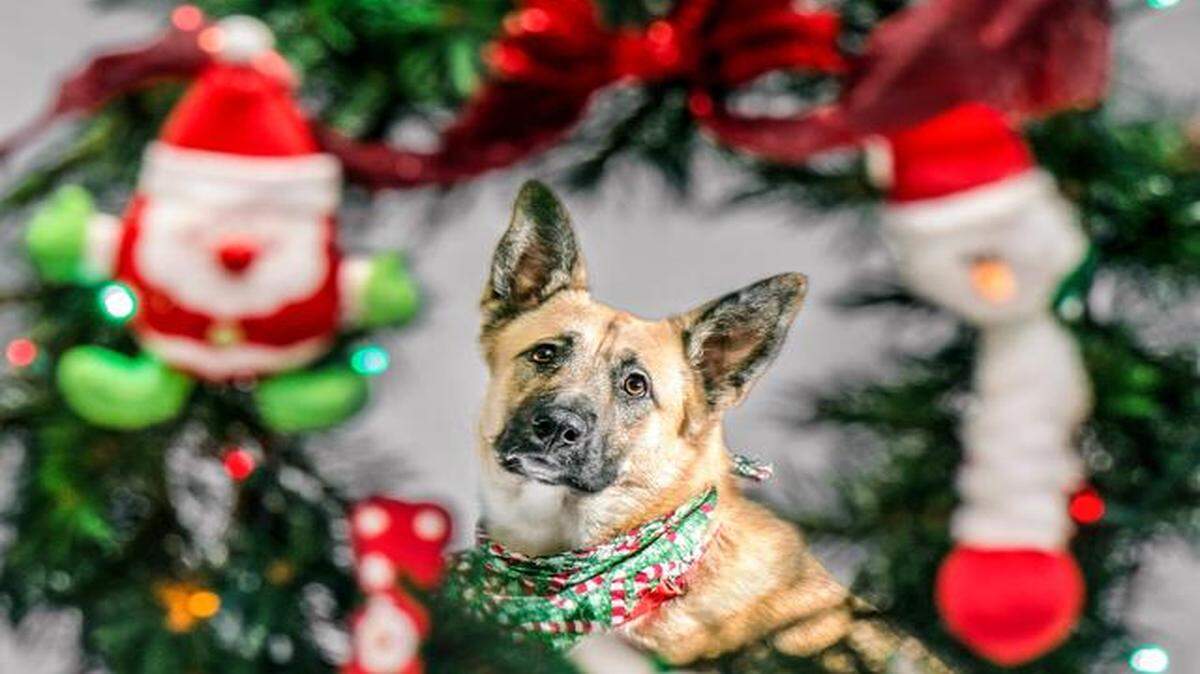 
Fiona, a 2-year-old German shepherd, needs a home.
