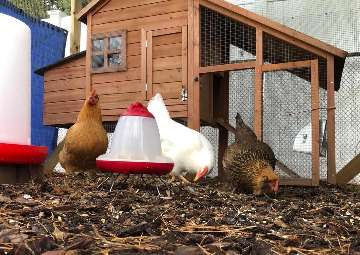 These chickens in Greenlawn, N.Y., get to roam around their coop.