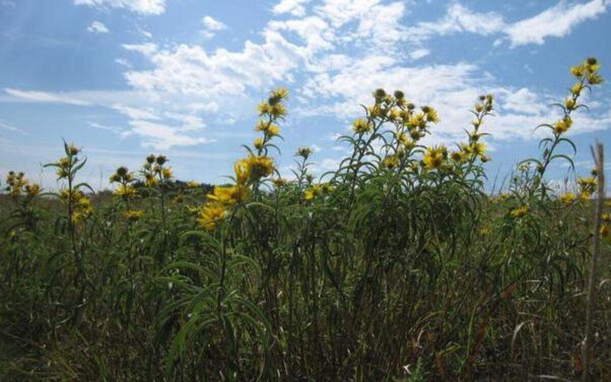 
The Tallgrass Prairie National Preserve in the Flint Hills offers an escape into the past, before tallgrass prairies were disturbed by settlers moving west.
