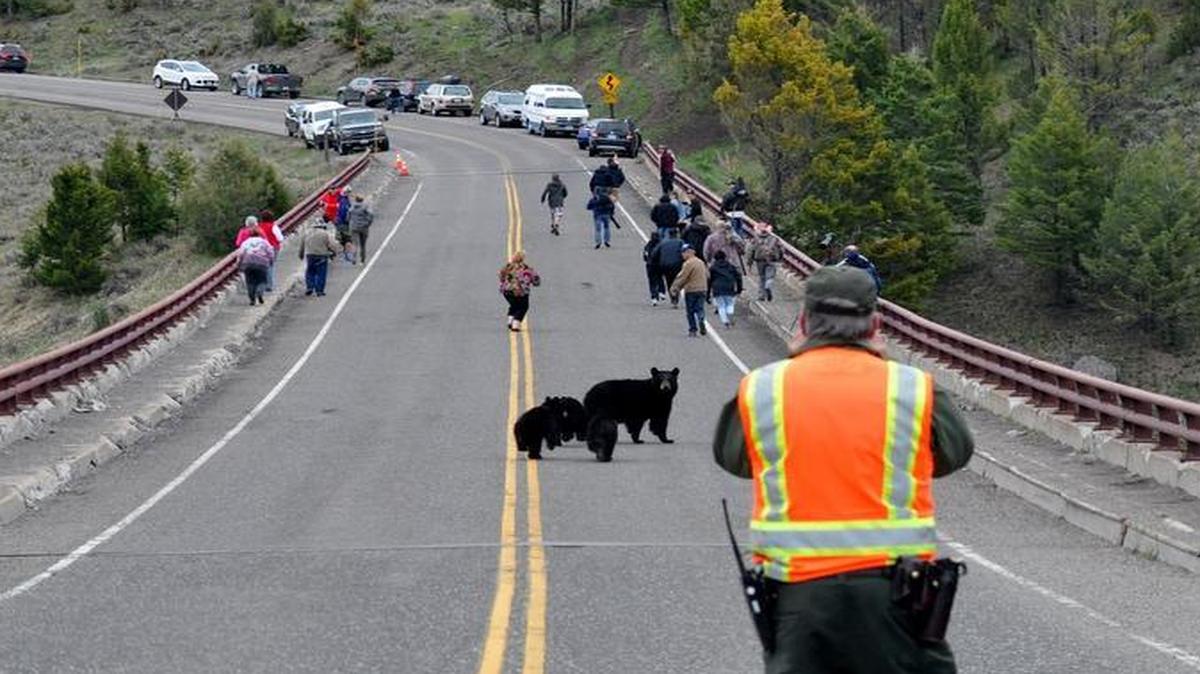 
Routine behaviors inside national parks’ extreme environs cause the most trouble. In this May 6 photo provided by the Montana Fish, Wildlife and Parks, a mother black bear with cubs ran toward a group of camera-clicking tourists as the animals crossed a bridge in Yellowstone National Park. 
