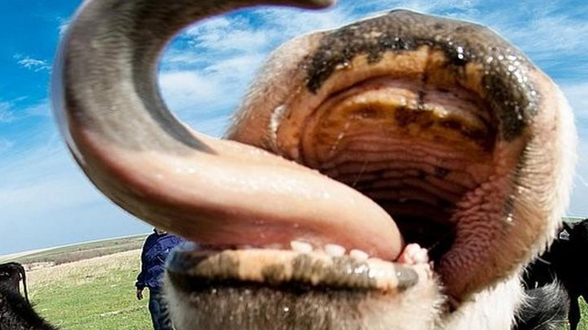 
Rachel Grodsky’s “Hungry Cows in Kansas,” shot with a fisheye lens, was the local division winner in last year’s photo contest.


