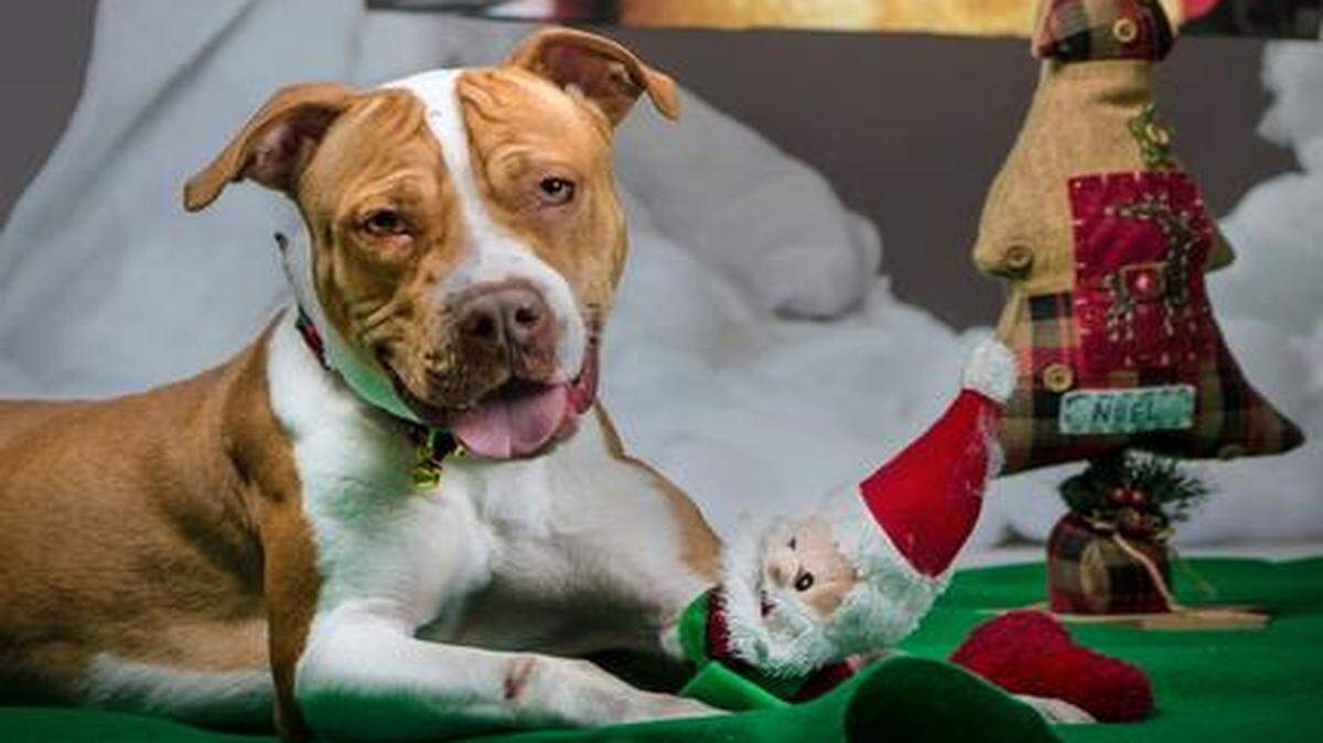 Diesel is available for adoption at the Humane Society of Greater Kansas City.