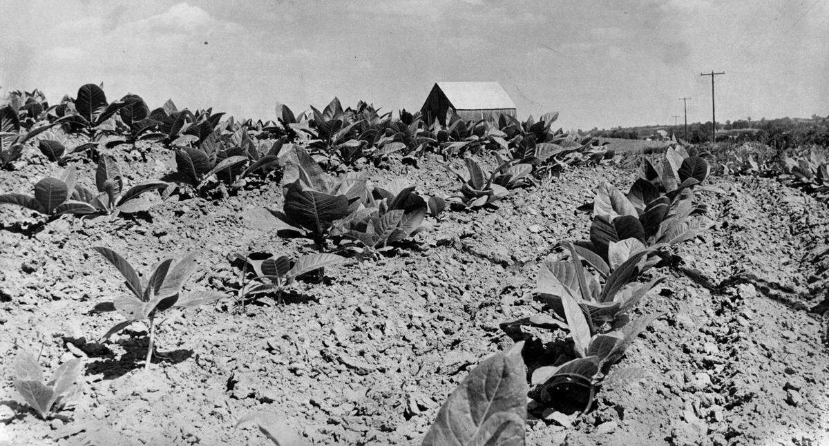 1974 photo: They are green now, but eventually these burley tobacco leaves growing alongside M-45 north of Weston in Platte County will provide pleasure for tobacco users. In the fall the plant will be cut off at the base and hung in barns, such as the one in the background, to dry. The leaves will be stripped off and sorted according to quality. They will be bound into bundles and sold at auction in Weston tobacco warehouses. About 5 million pounds of burley tobacco are sold annually at Weston.