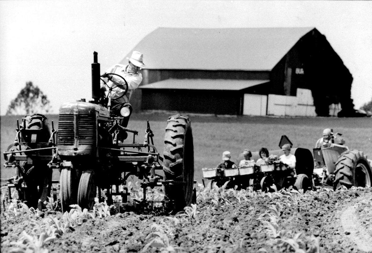 Sunny and mild weather in 1990 made it a perfect day for setting tobacco. Just outside of Weston, 69-year-old James Hill, left, cultivates freshly planted rows as his son, Jim Hill, along with Jean Gannaway, Donna Hewitt and Maggie George ride the back of a planter. James Hill said the tobacco field amounts to about 6 acres.