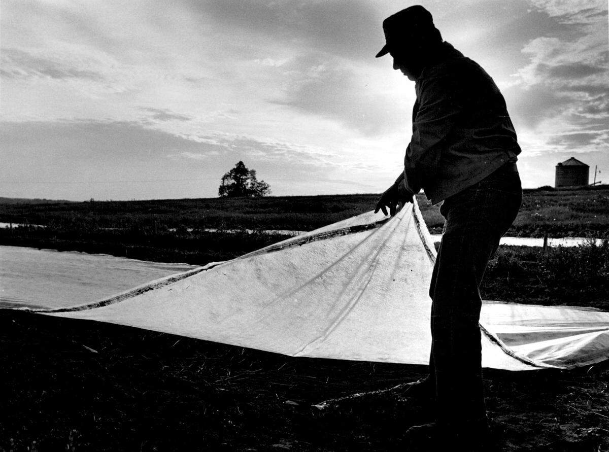 E. J. Siler, a farmer near Weston, Mo., covers his tobacco plants to protect them from nature’s elements.