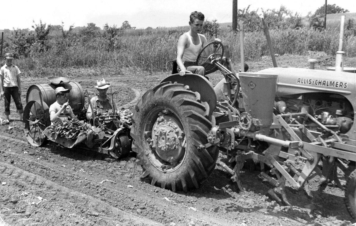 Tobacco planting is a Howe Shanks family project who are shown setting out the seed plants for the 1952 tobacco crop.