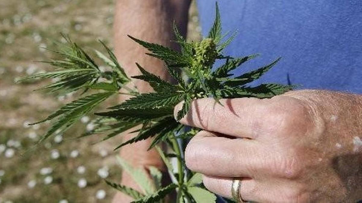 A Missouri law allows two licensed companies to grow hemp and produce an oil that has been helpful in controlling intractable epilepsy.