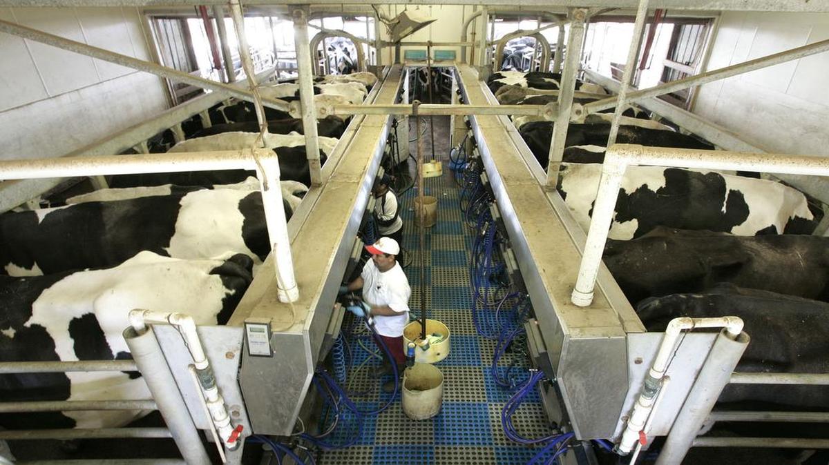 
Under the amended proposal, Dairy Farmers of America would pay farmers an average of $4,000. The settlement must be approved by a judge, who rejected a previous proposed deal in March. 
