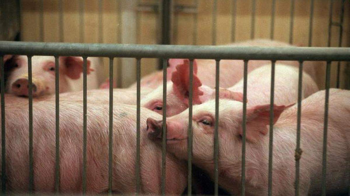 
An animal rights group wants Merriam-based Seaboard Foods and Wal-Mart to end confinement farming in the pork industry.

