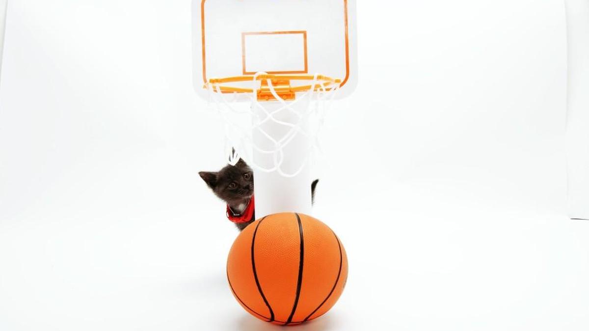Getting ready for Meow Madness on the Hallmark Channel.