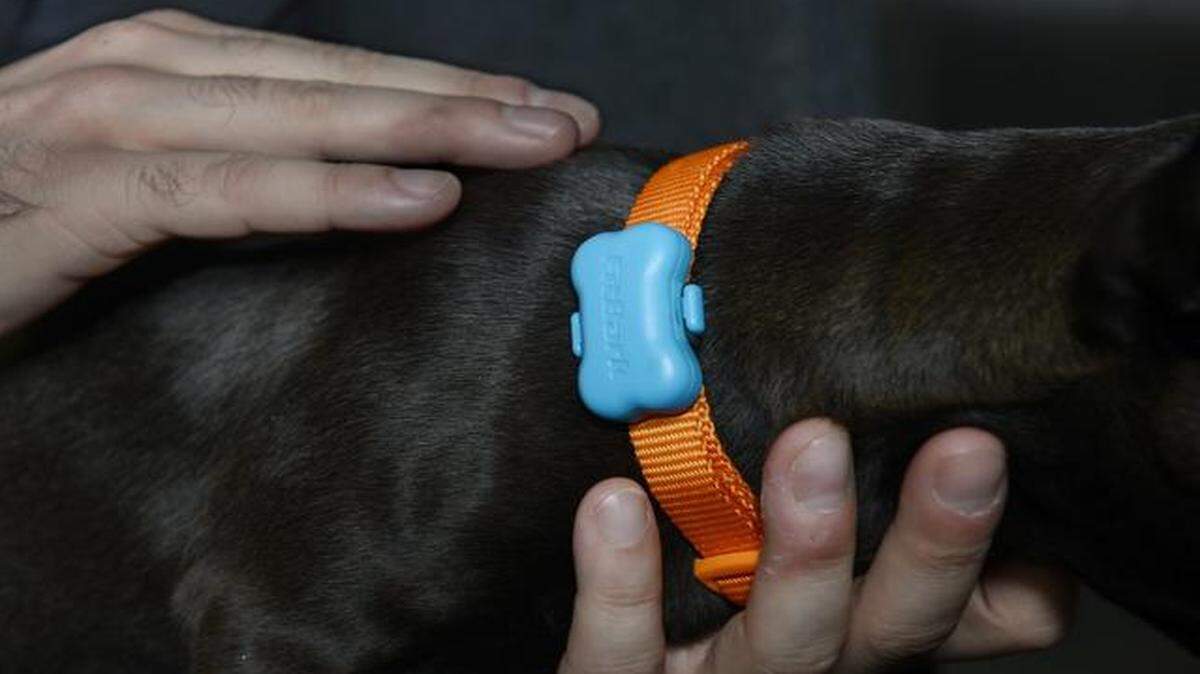 
Kansas City-based FitBark, makers of a wireless activity monitor for dogs, won $1,000 as the audience-choice winner in this year’s Get in the Ring: The North American Startup Clash.

