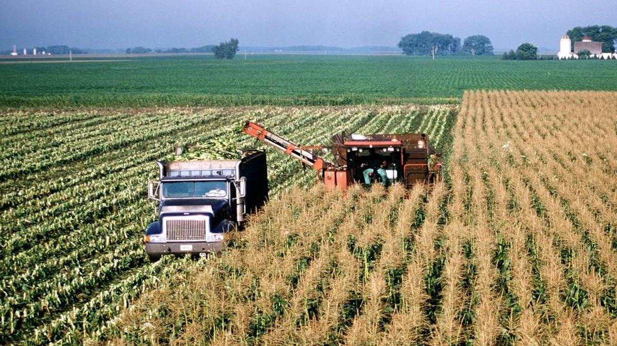 Kansas corn growers said they suffered economically after China began to refuse U.S. corn imports once it detected traits of genetically modified corn sold by Syngenta AG.