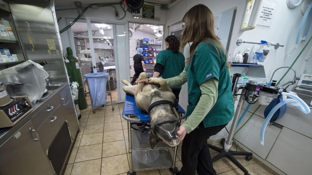 Angels Vet Expresscare is located in Savannah in northern Missouri, but the clinic’s low prices for care attract pet owners from around the region. Veterinary technician Nicole DeVau (front) holds a mask over the face of a dog as she and Stormy Monroe use a gurney to move him into an operating room for his neutering at the clinic.