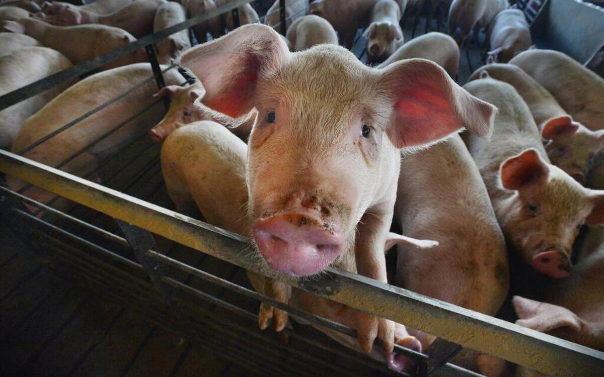 
Seaboard said in a written statement that it was disappointed that Mercy for Animals went public rather than using a toll-free hotline provided by the company to report animal abuse.
