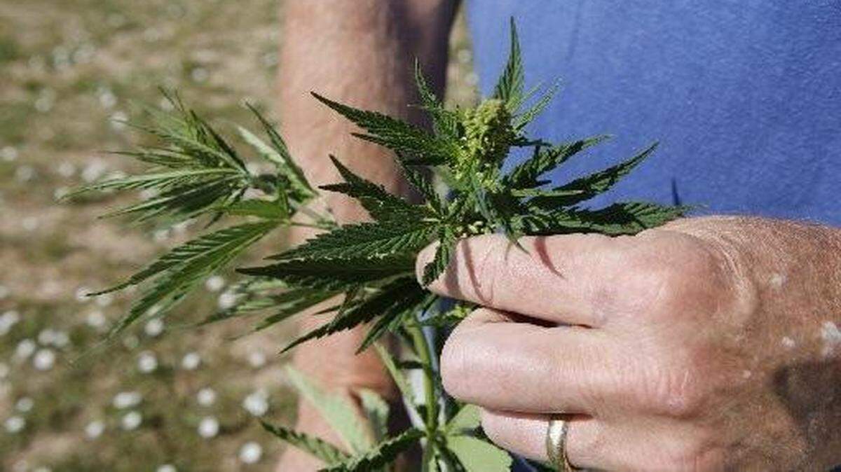 
Missouri has granted licenses to two nonprofit ventures that will grow cannabis plants and produce hemp extract for patients with intractable epilepsy.

