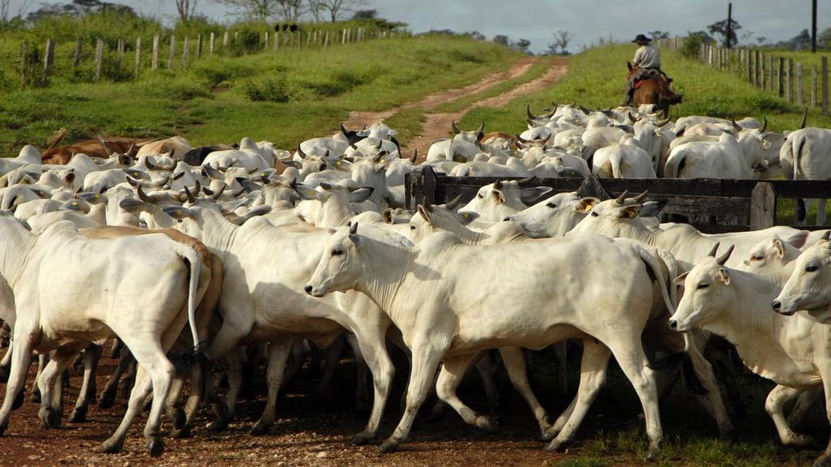 A cowboy gathered Nelore cattle at the Zenith III farm near Alta Floresta, Brazil.