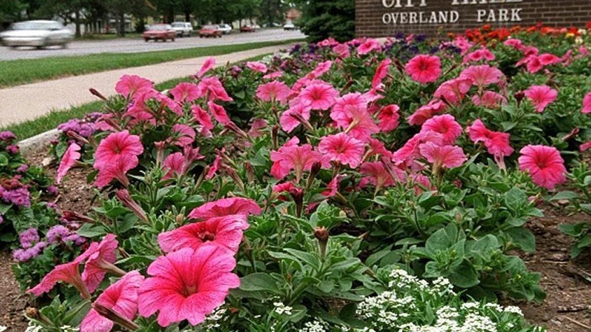 Revisions to the development schedule for the City Place project south of College Boulevard have been on the agenda of the Overland Park City Council. (This is Overland Park City Hall.)