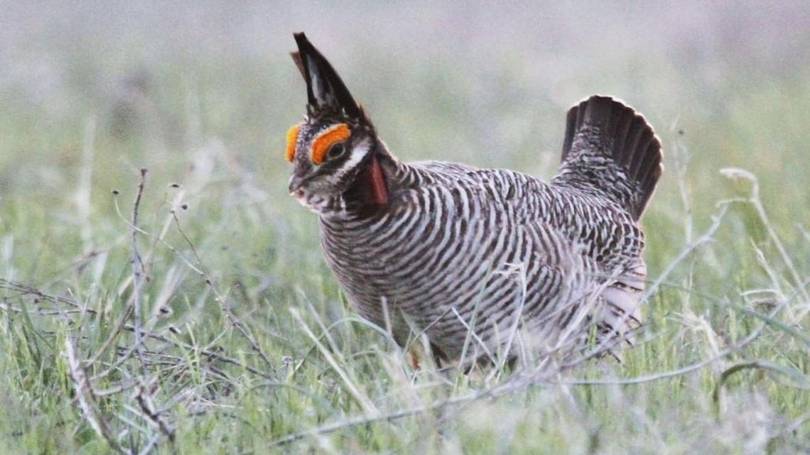 
A male lesser prairie chicken in Edwards County, Kan.
