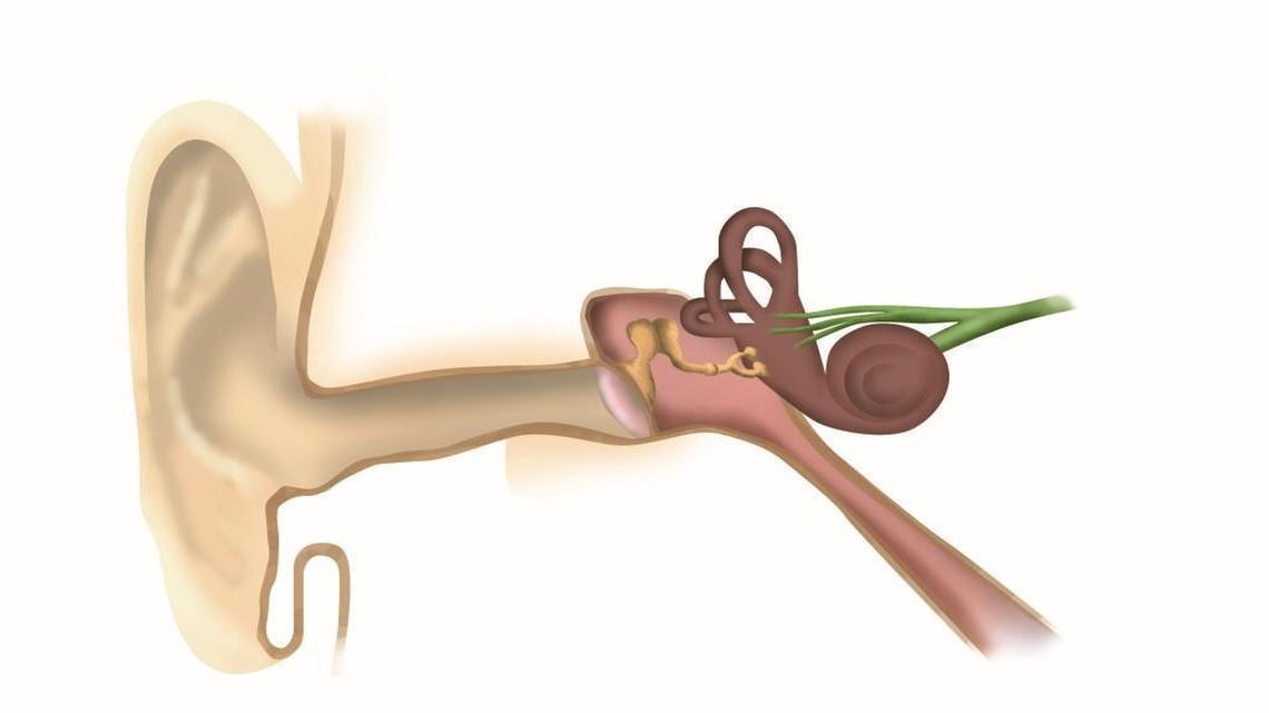 Researchers at the University of Kansas Hospital are using gene therapy to try to regrow the hair cells of the inner ear.