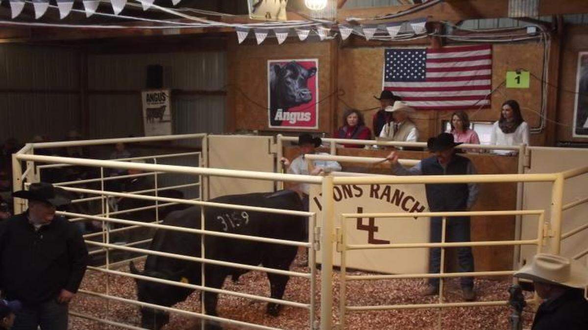 
Auctioneer Jim Birdwell sold a bull for $17,000 at the 27th annual Lyons Ranch Superior Genetics Sale at Manhattan. In this week’s sale, the Lyons family sold 103 bulls for an average price of $8,334, up 38 percent from a year ago. 
