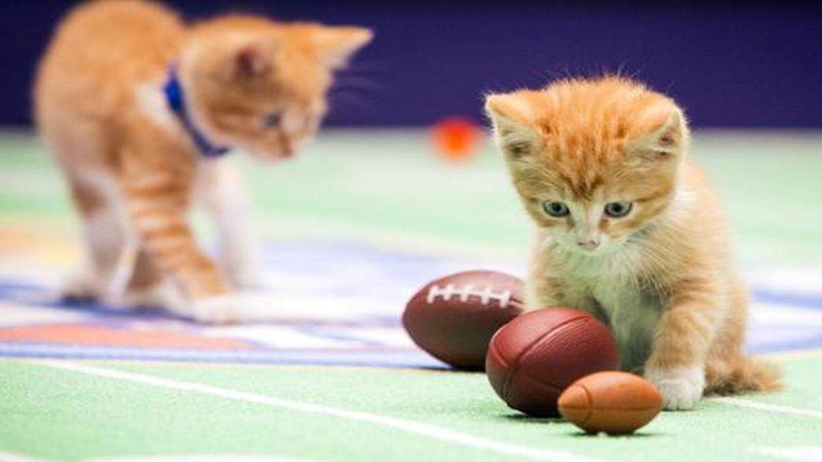 
Crown Media’s Hallmark Channel recently aired “Kitten Bowl II.”
