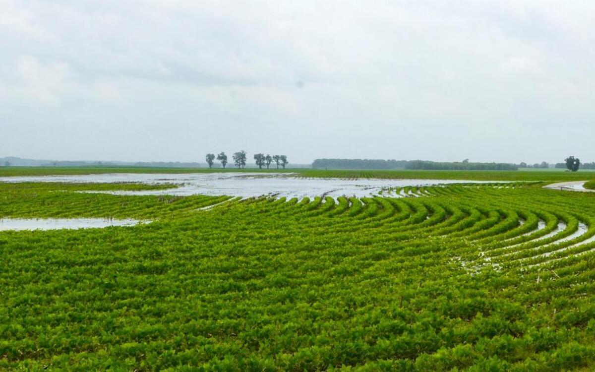 
A record 85.1 million acres of soybeans are in the ground in the U.S., though a wet few months have kept farmers from planting in some states, the government said Tuesday, June 30, 2015. 
