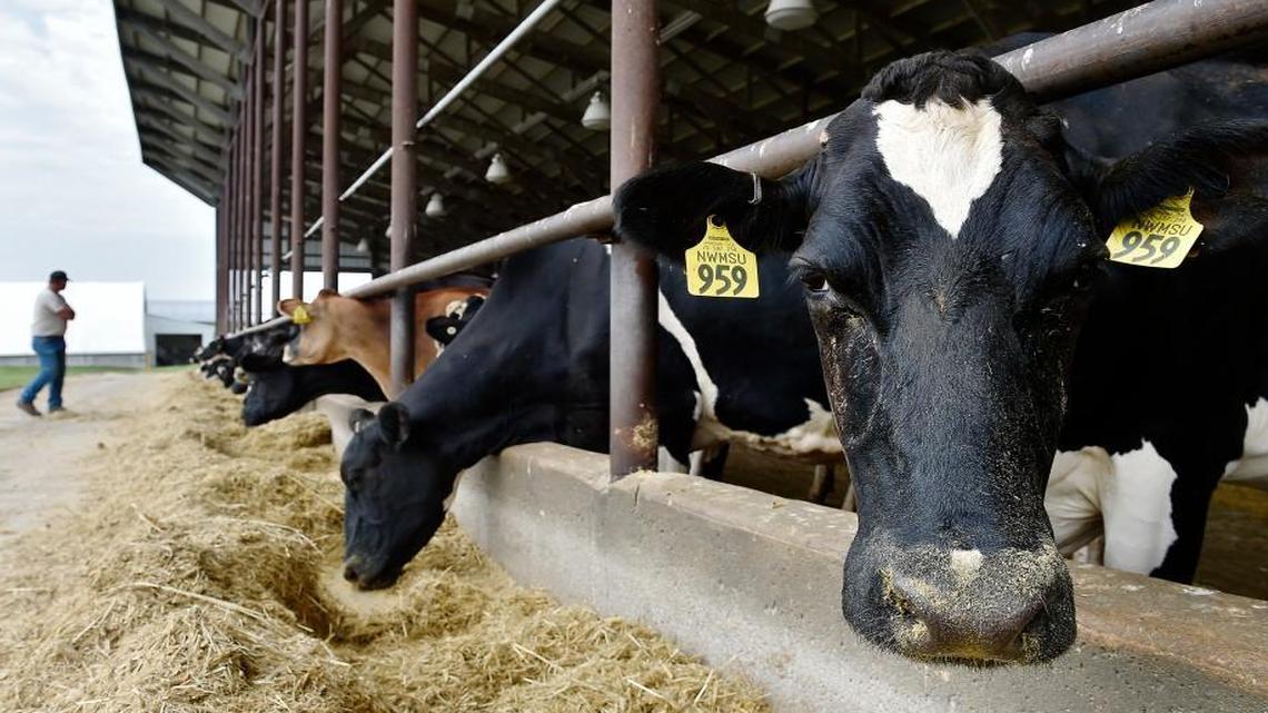 
Research on dairy cows is being conducted at Northwest Missouri State University’s R.T. Wright Farm. 
