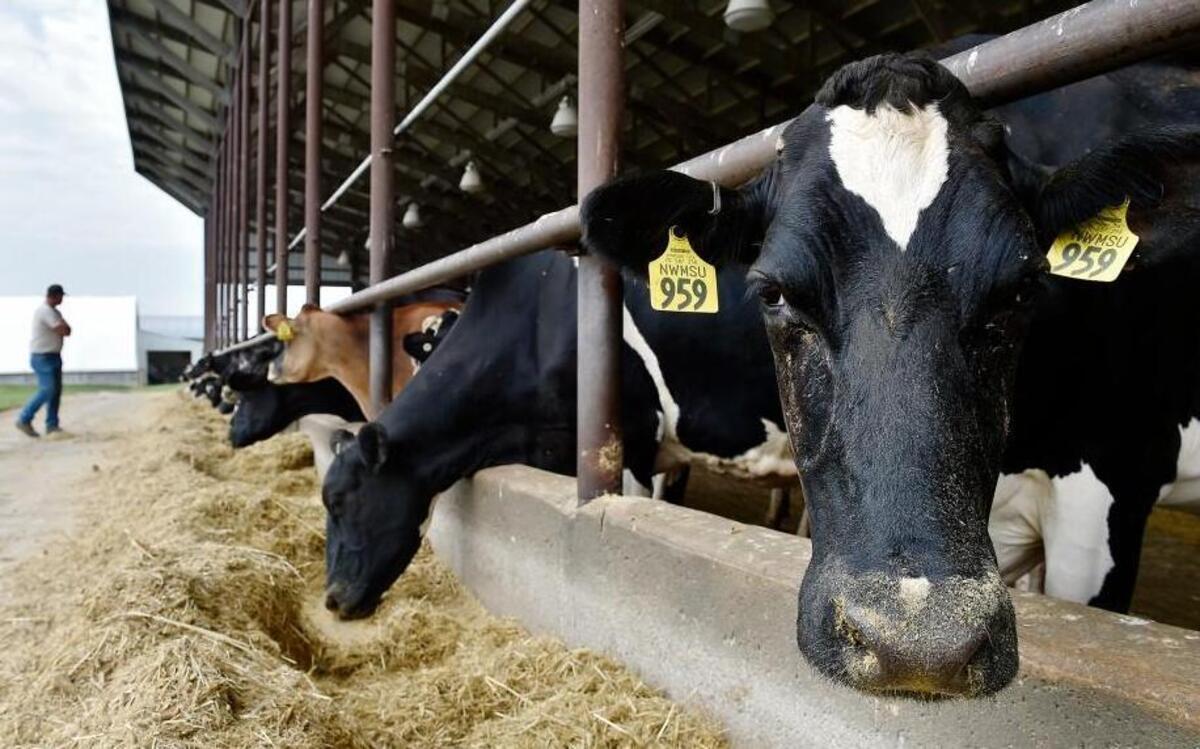 
Research on dairy cows is being conducted at Northwest Missouri State University’s R.T. Wright Farm. 
