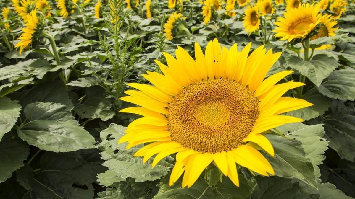 This sunflower field is west of Hutchinson, Kan.