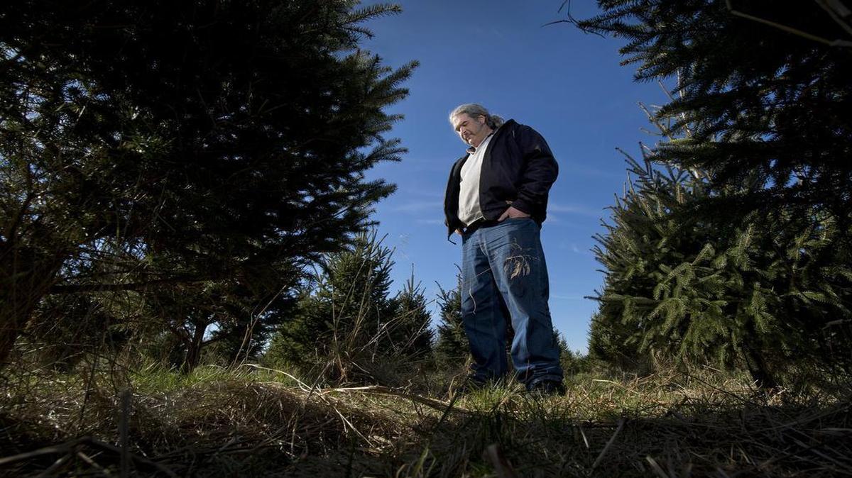 Cedar Valley Forest is thought to be the area’s oldest Christmas tree farm, but this year — for the first time in nearly six decades — it didn’t open; its founder died two years ago. The founder’s son, John Russell, recently walked through the trees that remain on the De Soto farm.